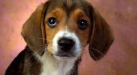 Puppy Eyes Beagle8909311602 200x110 - Puppy Eyes Beagle - Puppy, Playful, Eyes, Beagle